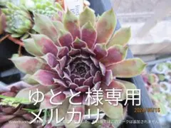 ゆとと様専用　Sempervivum　センペルビブムのサムネイル