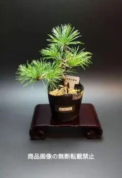 Ysh_sugawara69専用 樹齢約２５年樹高１５cm優良葉性 吾妻五葉松 Ysh_sugawara69専用 樹齢約25年樹高15cm優良葉性 吾妻五葉松