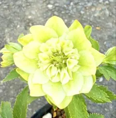 2026年最新】蜃気楼 クリスマスローズの人気アイテム - メルカリ