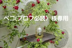 ペコ(プロフ必読）様専用