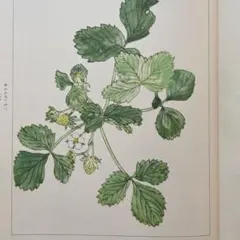 水彩画集 萬花圖鑑 第二集〜第八集 辻永著 水彩画集 萬花圖鑑 第二集〜第八集 辻永著 - メルカリ