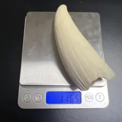 マッコウクジラ 歯 置物 169.7g - メルカリ