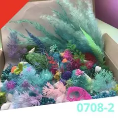 苔アートmana様 琉球*海花のたね - メルカリ