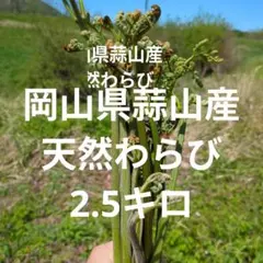 青森県産天然わらび 2.8kg以上 5月13日夕方採れたて 山菜