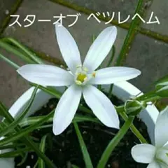 スターオブベツレヘム　球根　寄せ植え　白オーニンガラム　ガーデニングのサムネイル