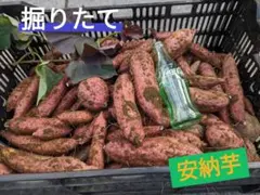 ラ*ム様 新物　安納芋　5キロ 無農薬　農家直送　鹿児島産