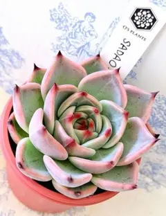 2026年最新】鶴仙園の人気アイテム - メルカリ