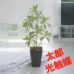 光触媒 人工観葉植物 フェイクグリーン ウッドボックスアルテシマ2.1