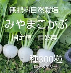 みやまこかぶ　種300粒　無肥料自然栽培　自然農　固定種たね　自家採種