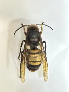 2026年最新】スズメバチ 標本の人気アイテム - メルカリ