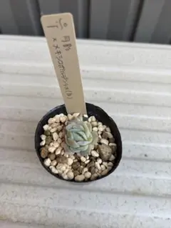 2026年最新】ミソップ苗の人気アイテム - メルカリ