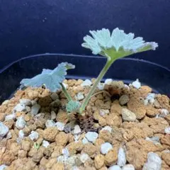 2025年最新】ペラルゴニウム ミラビレの人気アイテム - メルカリ