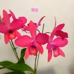 洋ラン　カトレア　フラミンゴ