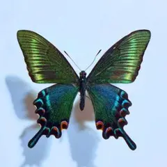 蝶標本 蛾標本 蝶類標本 昆虫標本 鱗翅目 美麗ミヤマカラスアゲハ メス