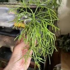 リプサリス パラドクサ カット苗 森林性サボテン - メルカリ