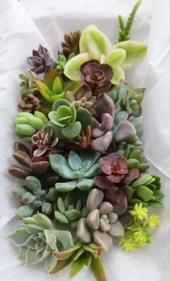 ひーちゃん様 リクエスト 3点 まとめ商品