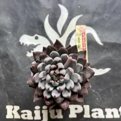 2025年最新】青鬼 多肉植物の人気アイテム - メルカリ