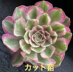 レ*♡様 アエオニウム 水中月錦①⭐️レア品種