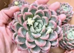 新入荷‼️超レア　エケベリア　青島啤酒　　チンタオビール　輸入苗　大苗