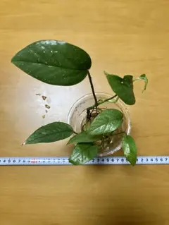 タナトス様 リクエスト 2点 まとめ商品