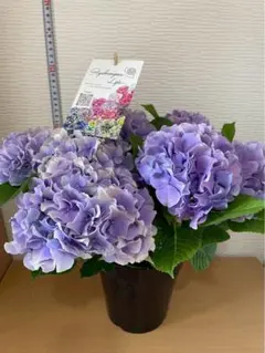 絶品‼︎ 紫陽花苗　紫陽花　塩原園芸　舞姫　パープル　5号鉢　2鉢価格 絶品‼︎ 紫陽花苗 紫陽花 塩原園芸 舞姫パープル 5号鉢 2鉢価格 - メルカリ