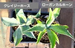 アガベ クレイジーホース & ローガンカルホーン セット
