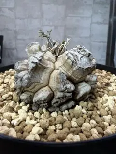 D6 亀甲竜 大株 塊根植物 コレクション株 - メルカリ