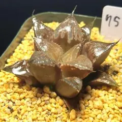 多肉植物　ハオルチア Bevelywonder交配　756のサムネイル