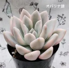 オパリナ錦 ご確認用♪② 多肉植物 オパリナ錦 新入荷 るる農園 | るる農園~多肉植物専門
