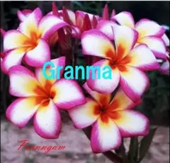 プルメリア実生苗(接木用) プルメリア実生苗(接木用)