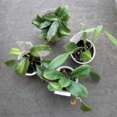 【みのむし】ホヤ アルゲンティアプリンセス【タグ鉢付メルカリ便】サクララン みのむし】ホヤ アルゲンティアプリンセス【タグ鉢付メルカリ便