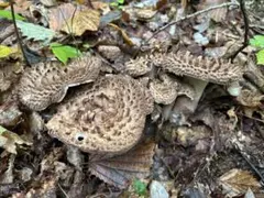 《たまちゃん様専用ページ》