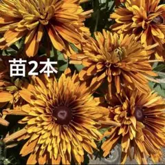 てん様 リクエスト 2点 まとめ商品