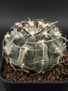 memeno様 リクエスト 2点 まとめ商品