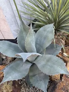 2025年最新】アガベ オバティフォリアの人気アイテム - メルカリ