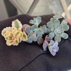 多肉植物　セダム４種セット　現物カット苗