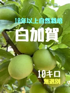 NAGOMIの小梅『yadokari様専用』10kg - メルカリ