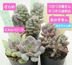 まえちゃん様 リクエスト 3点 まとめ商品