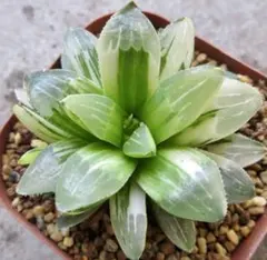 2025年最新】ハオルチア 錦の人気アイテム - メルカリ