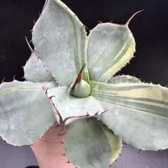 パリー 実生 アガベ 抜き苗 観葉植物 多肉植物 - メルカリ