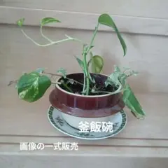 ポトス ・アイビー 寄せ植え 観葉植物 鉢植えのサムネイル