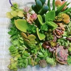 多肉植物の寄せ植えセット セダム