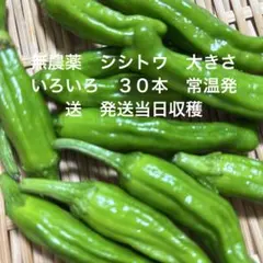 無農薬　シシトウ　大きさいろいろ　３０本　常温発送　発送当日収穫のサムネイル