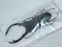 週末限定特価！※大型エラフスホソアカクワガタ♂野外標本 - メルカリ