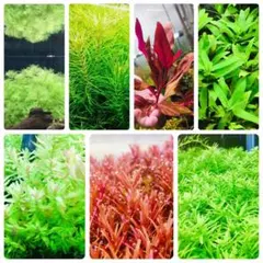 1点限り】無農薬 人気水草10種セット トリミング品 赤系水草多数