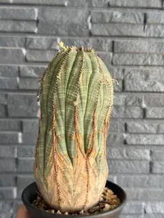 meyyagi様 リクエスト 2点 まとめ商品