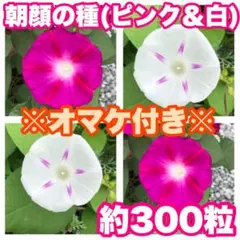 aki22w28様 リクエスト 2点 まとめ商品