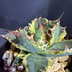 2025年最新】アガベシーザー錦の人気アイテム - メルカリ