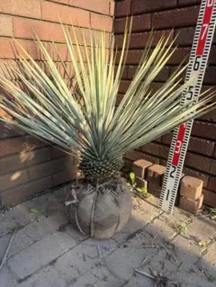 早いもの勝ち　ユッカ　ロストラータ　1