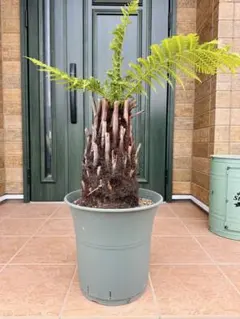 2025年最新】ディクソニアの人気アイテム - メルカリ